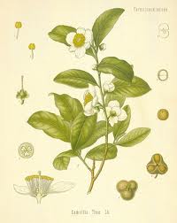 A colored drawing of camelia sinensis shows the differnt parts of the plant.