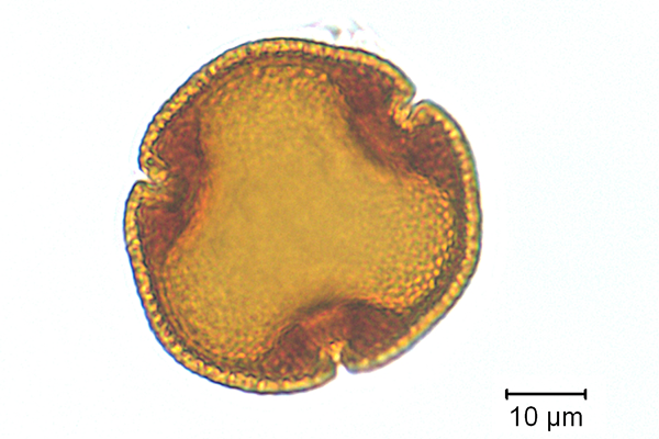 Image of a linden tree pollen grain, provided by Dr. Vaughn Bryant