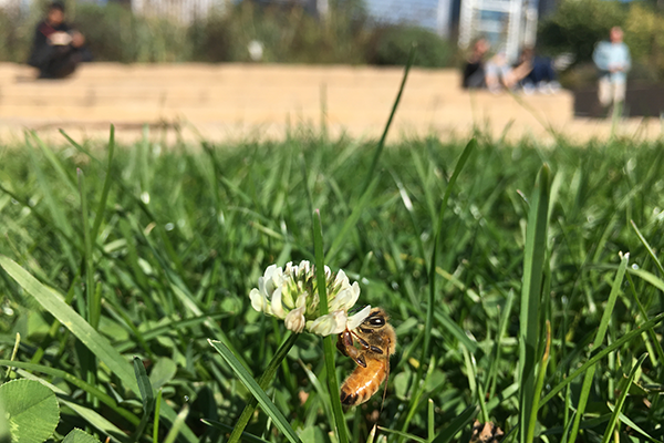 lurie-garden-honeybee-on-clover-600x400