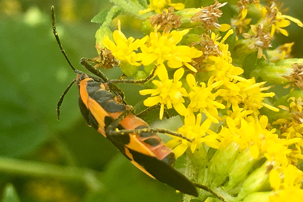 lurie-garden-pollen-covered-milkweed-bug-on-goldenrod-600x400