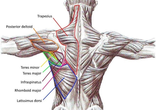 Upper Back Exercises - Muscles - Myolean Fitness