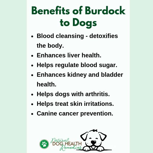 Benefits of Burdock to Dogs