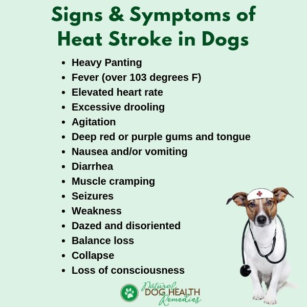 Symptoms of Dog Heat Stroke