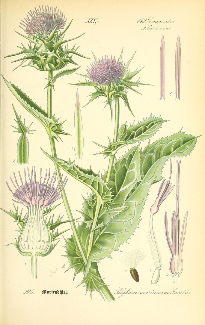 Flora von Deutschland, Österreich und der Schweiz, 1885