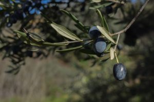 Что можно в пост, можно ли в пост оливки?