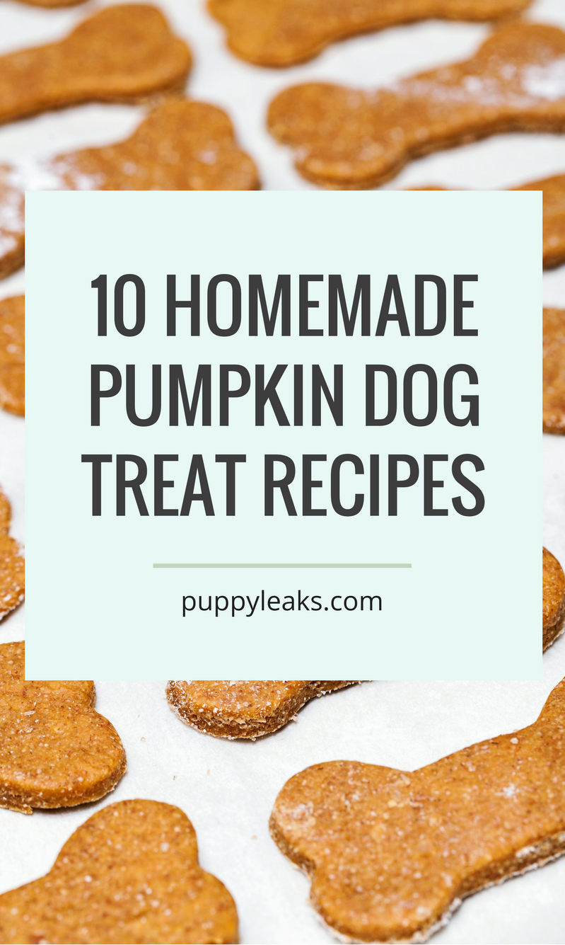 10 Homemade Pumpkin Dog Treat Recipes