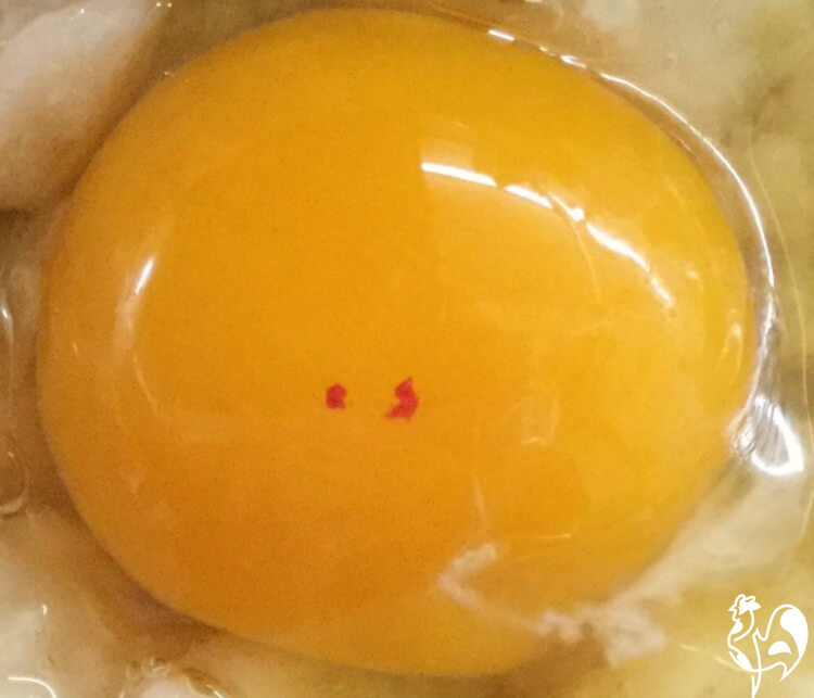 Two small blood spots on a chicken egg yolk.