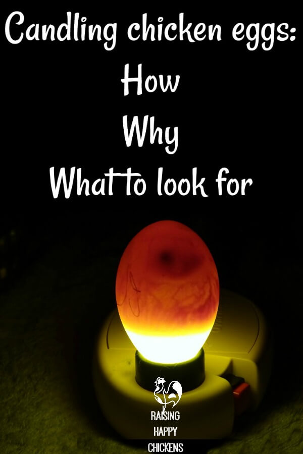 Candling chickens eggs: what it means and how to do it. Pin for later.