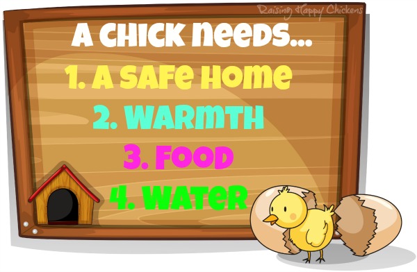 What a newly hatched chick needs : safety; warmth; food and water.