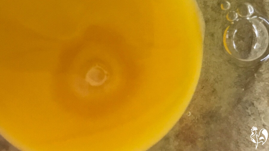 A fertile chicken eggs after 24 - 48 hours growth.