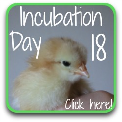 Go back a day in the incubating process.