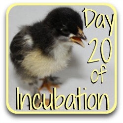 Jump ahead to Day 20 of chicken egg incubation.