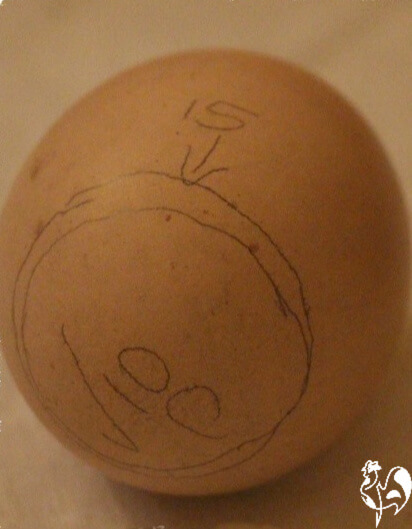 Marking an incubated egg to show development.