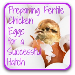 Preparing fertile eggs for a successful hatch - link.