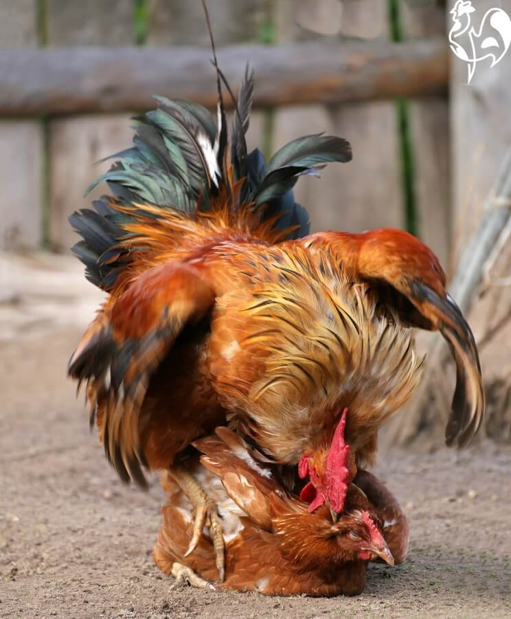 A rooster mating with a hen.