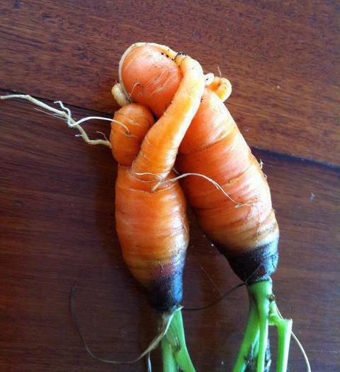 carrots kissing