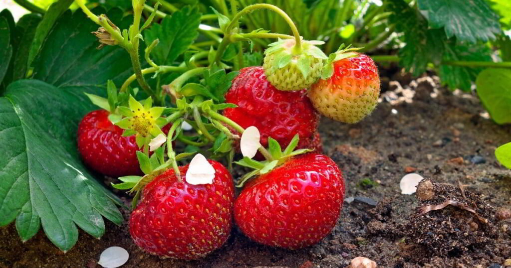 Ripe Red Strawberries