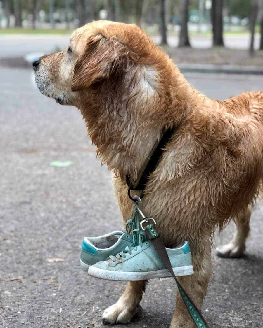 Dozer the golden retriever dog carrying sneakers