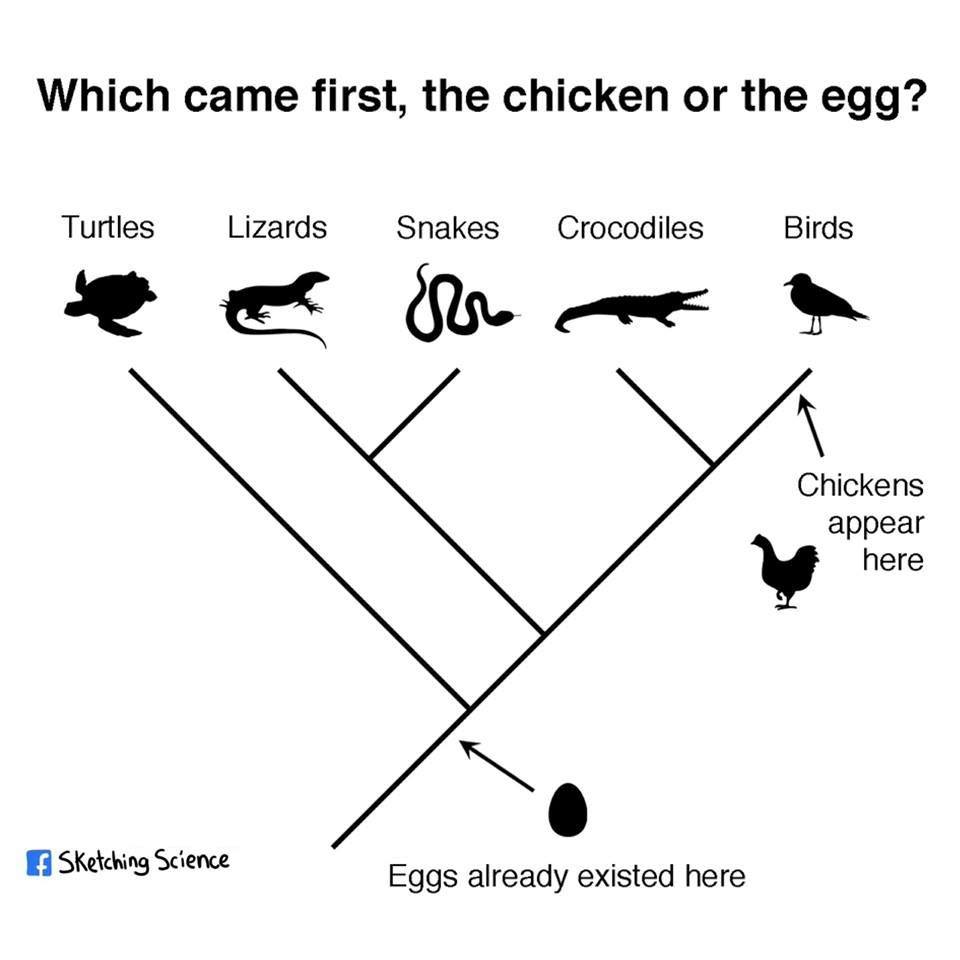 An evolutionary tree diagram showing the evolution of eggs and chickens