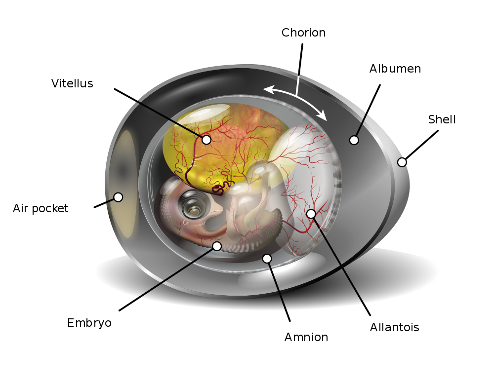 Diagram of a chicken egg in its 9th day