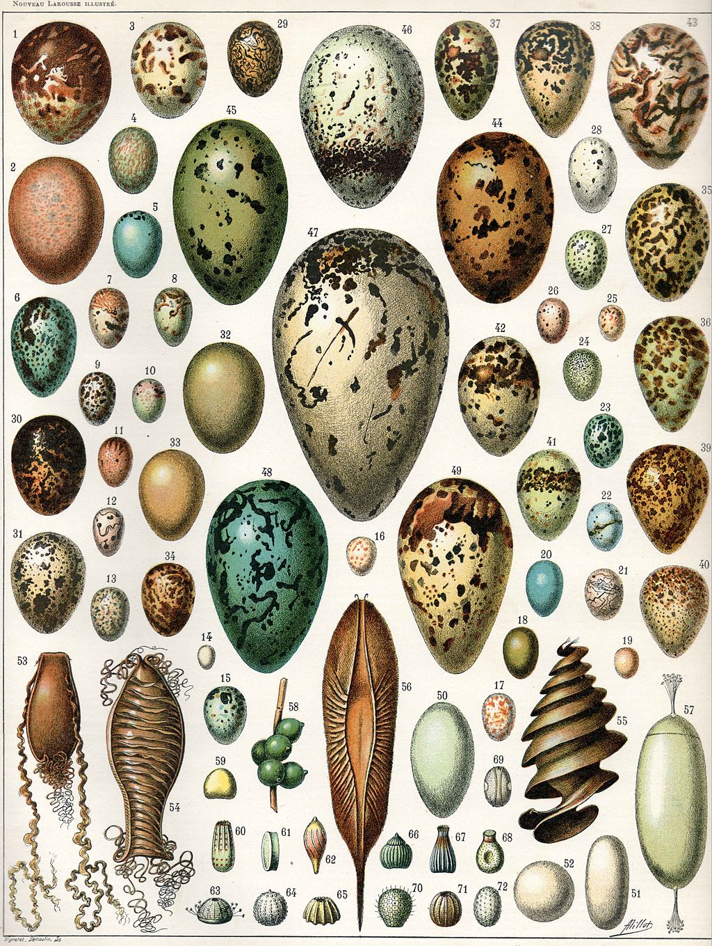 Scientific illustration of a range of different eggs