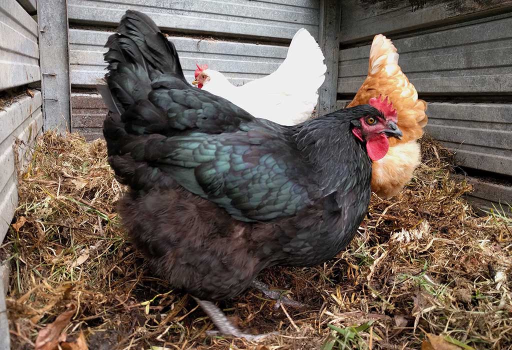 Three chickens in a compost heap
