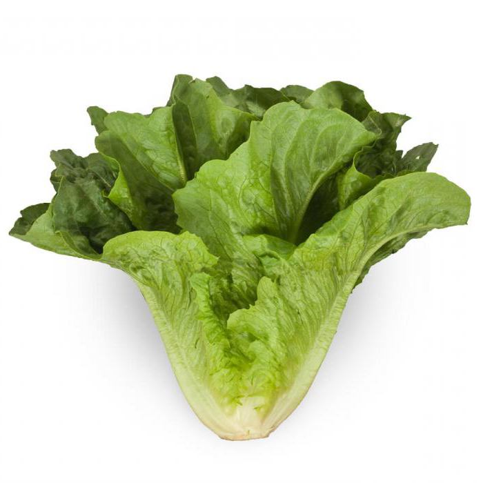 свойства листового салата 