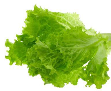 салат зеленый листовой 