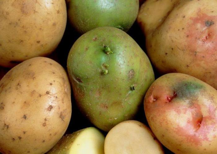картофель полезные свойства и противопоказания 
