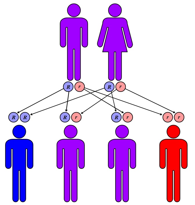 методы генетики человека