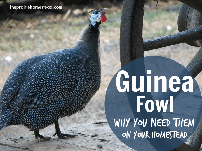 raising guinea fowl