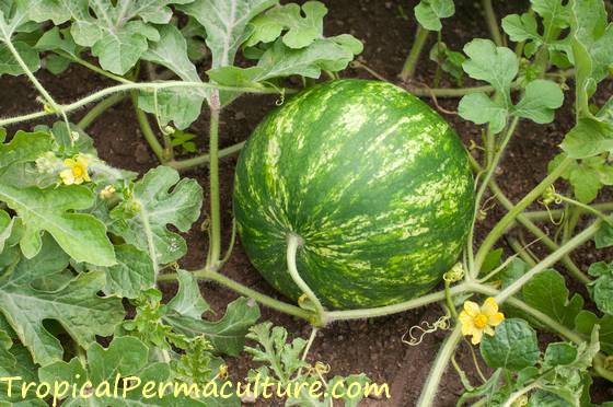 Growing watermelons.