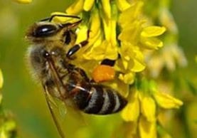Фото пчела на цветке донника