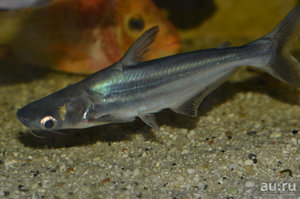 Описание и характеристика рыбы пангасиус