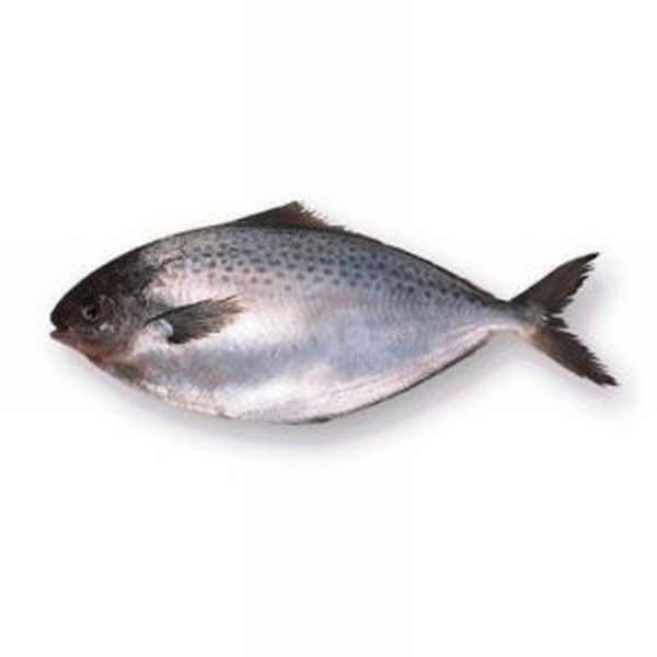 Чем полезна масляная рыба, описание, виды и приготовление