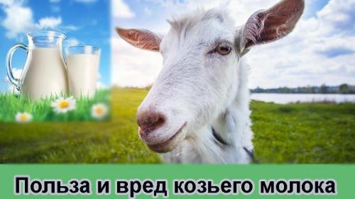 Польза козьего молока для организма человека в любом возрасте. Польза и вред козьего молока