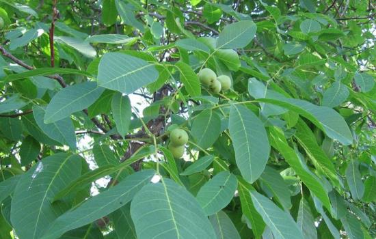 Лист грецкого ореха: пустышка или лекарство? Применение листьев грецкого ореха в народной медицине